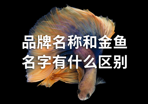 品牌命名公司：品牌名稱和金魚名字有什么區(qū)別？
